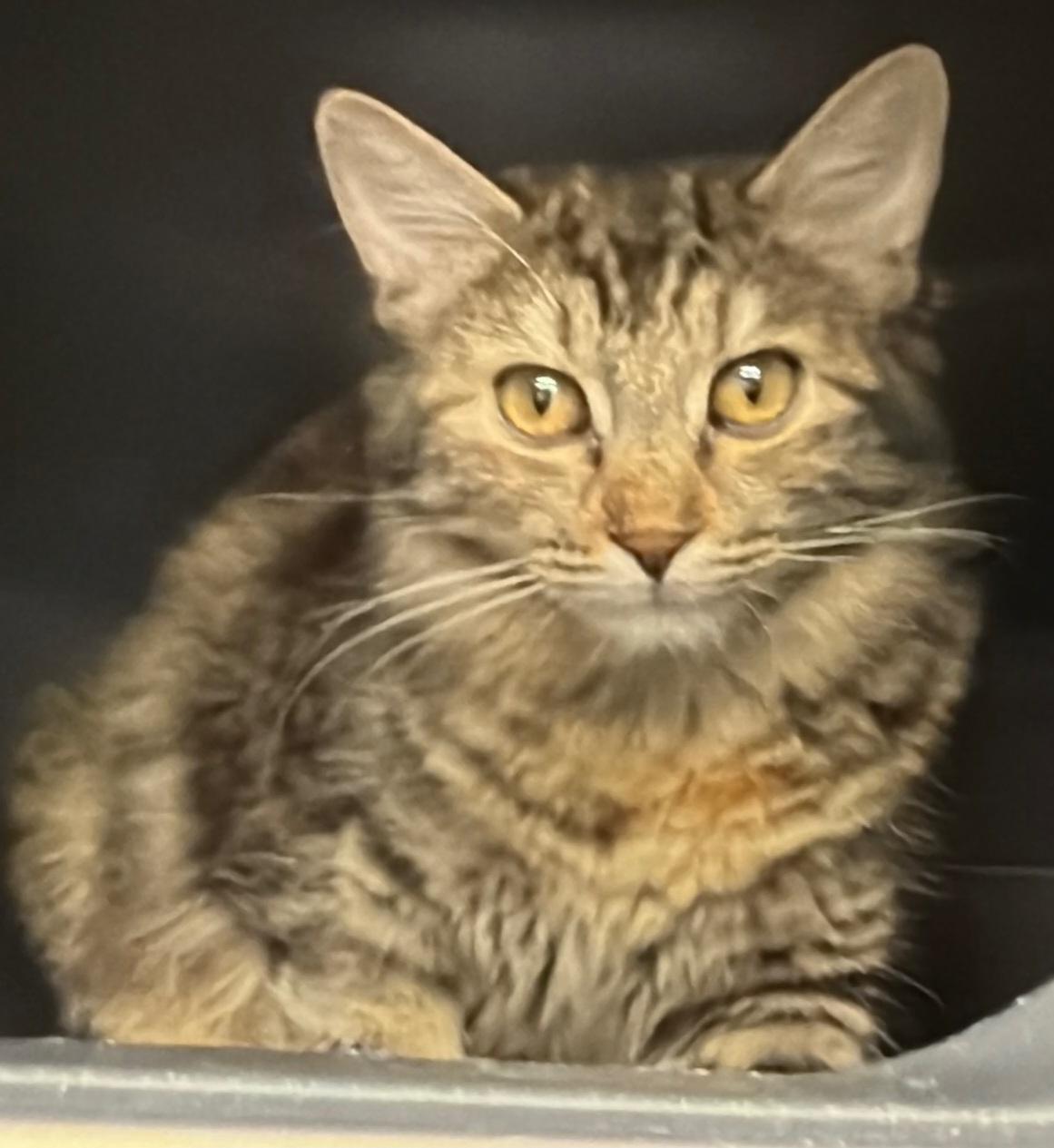 Stella, a ADOPTABLE Domestic Medium Hair in Grand Prairie, TX image 2/3