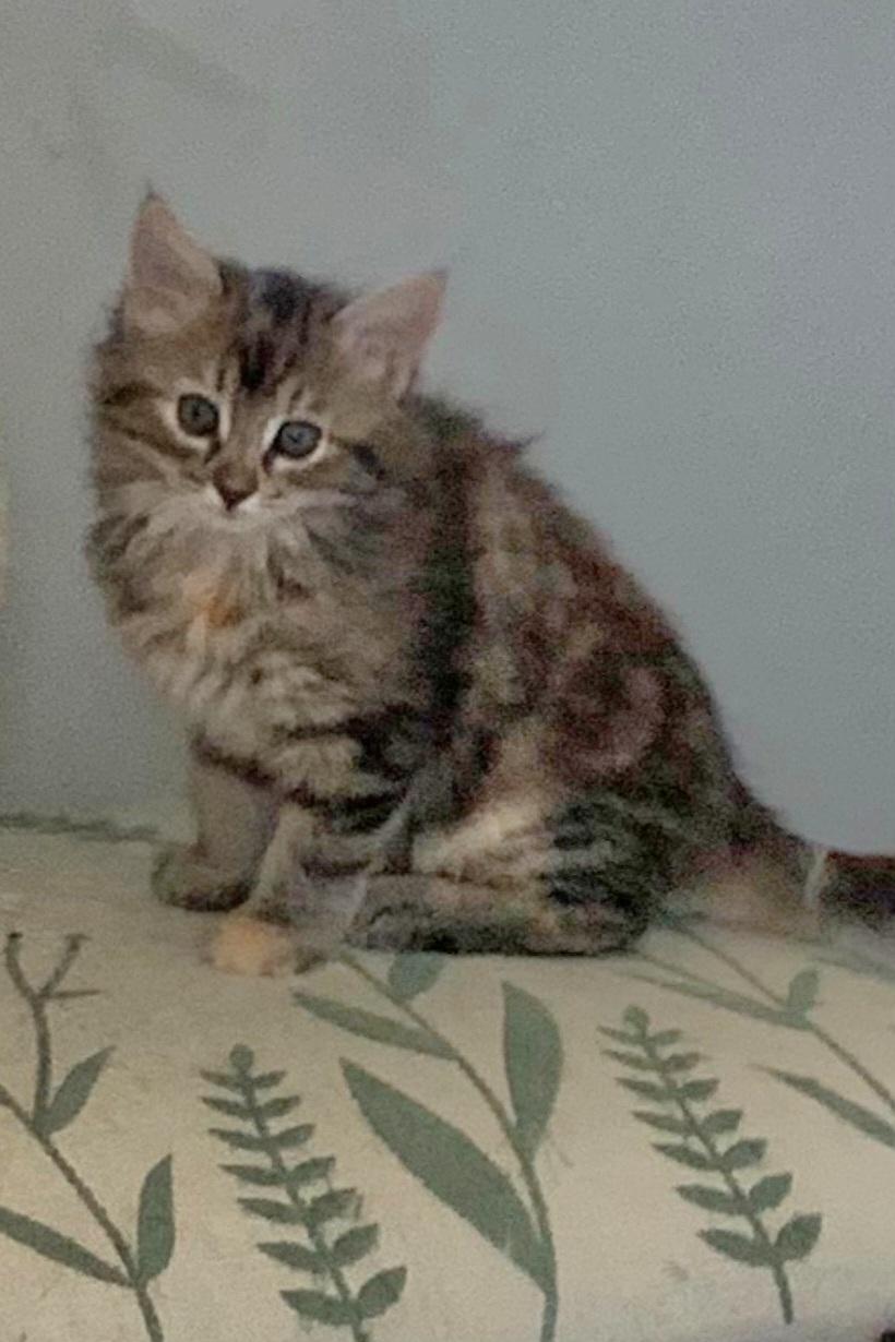 Stella, a ADOPTABLE Domestic Medium Hair in Grand Prairie, TX image 3/3