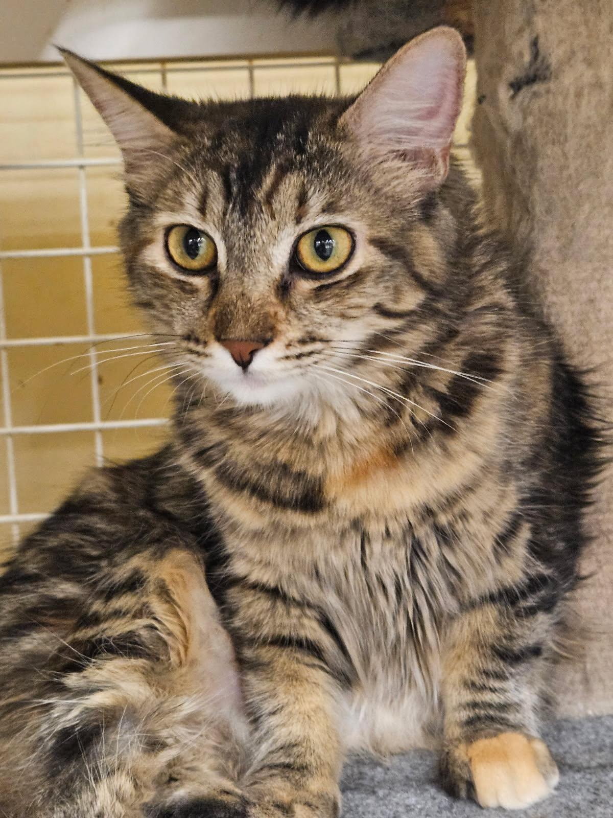 Enlarge Stella, a ADOPTABLE Domestic Medium Hair in Fort Worth, TX image 3/3