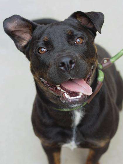 Enlarge Osmo - IN FOSTER, a Adoptable Mixed Breed in Chamblee, GA image 1/3