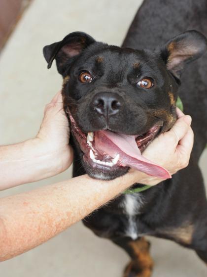 Enlarge Osmo - IN FOSTER, a Adoptable Mixed Breed in Chamblee, GA image 2/3