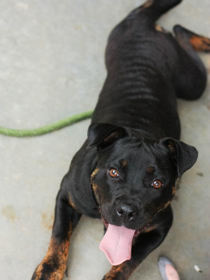 Enlarge Osmo - IN FOSTER, a Adoptable Mixed Breed in Chamblee, GA image 3/3