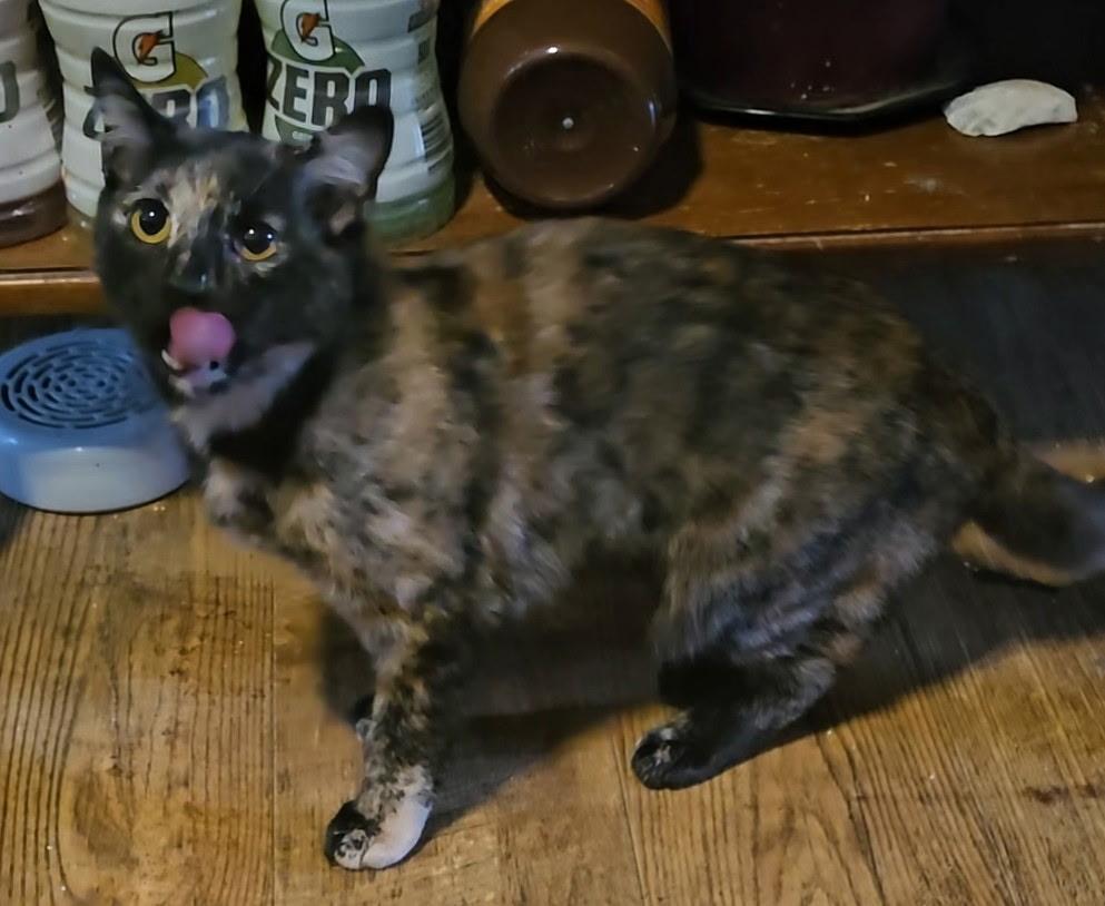 Snickers And Toffee thumbnail 2