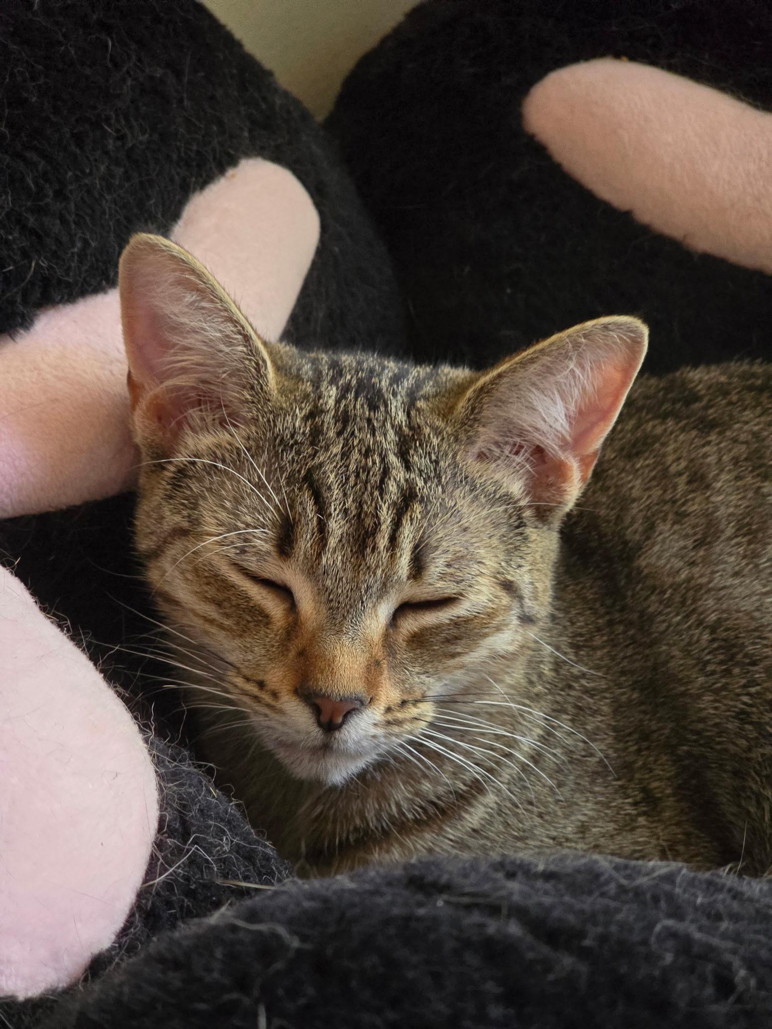 Snickers And Toffee thumbnail 4