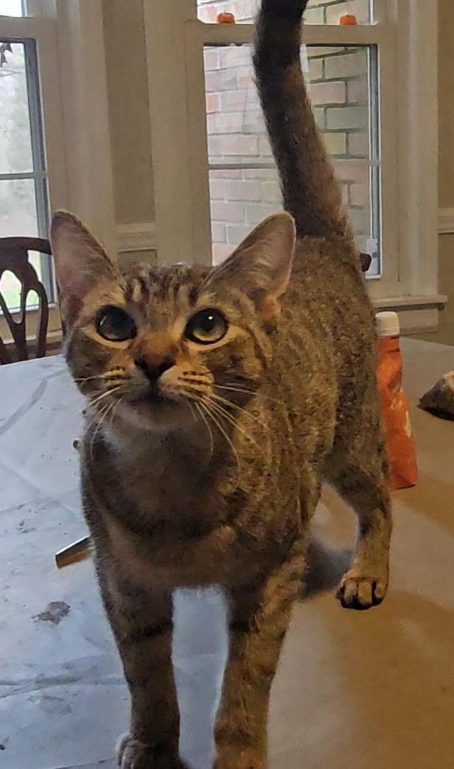 Snickers And Toffee thumbnail 5