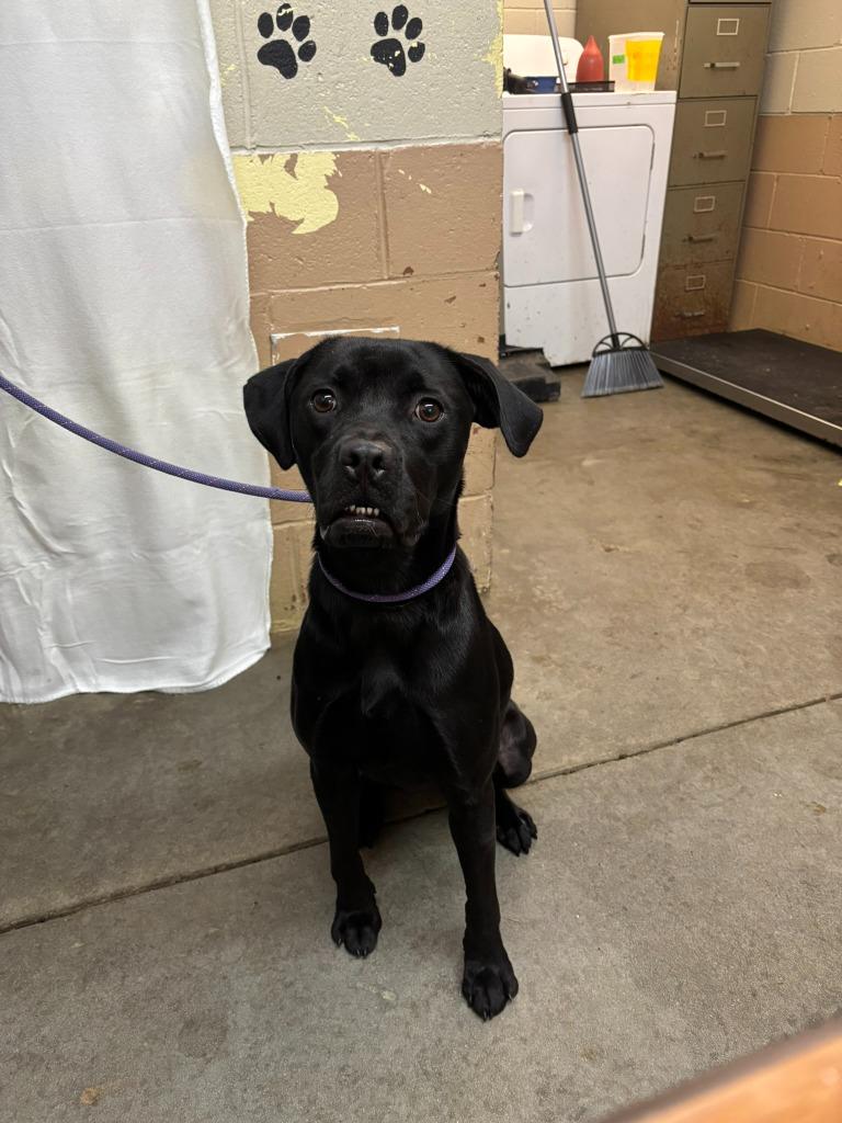 Soot, Adoptable, Young Female Boxer & Labrador Retriever.