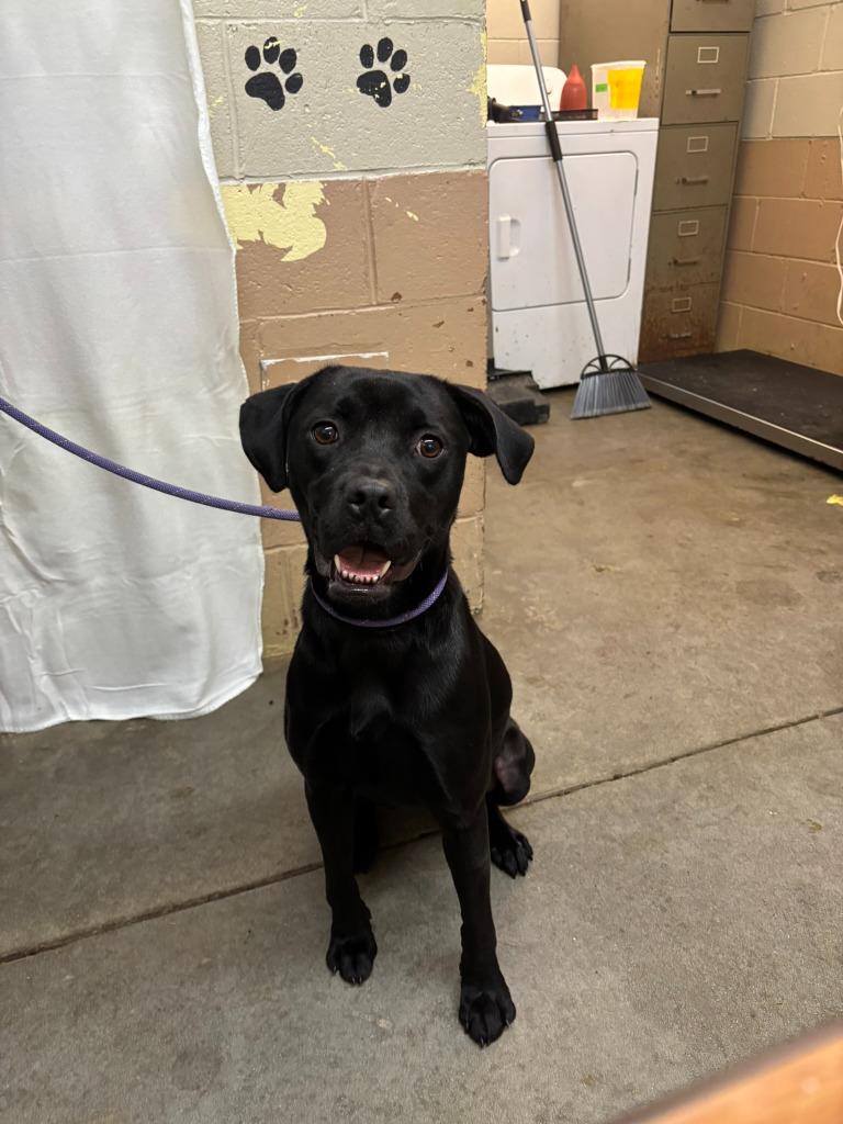 Enlarge Soot, a Adoptable mixed breed in Swainsboro, GA image 2/3