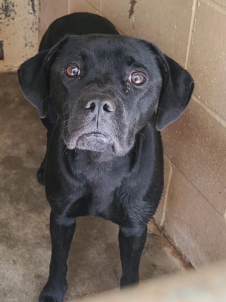 Enlarge Soot, a Adoptable mixed breed in Swainsboro, GA image 3/3