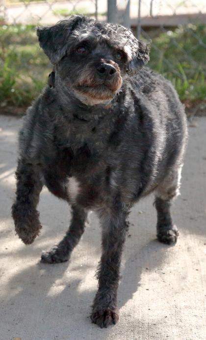 Enlarge Buster (Bonded with Toby), a ADOPTABLE mixed breed in Rapid City, SD image 3/4