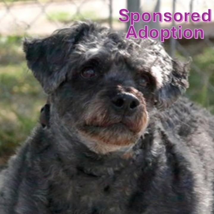 Enlarge Buster (Bonded with Toby), a ADOPTABLE mixed breed in Rapid City, SD image 1/4