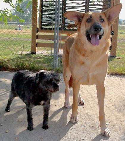 Enlarge Buster (Bonded with Toby), a ADOPTABLE mixed breed in Rapid City, SD image 4/4