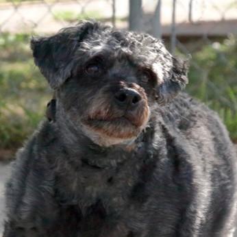 Enlarge Buster, a ADOPTABLE mixed breed in Rapid City, SD image 1/1