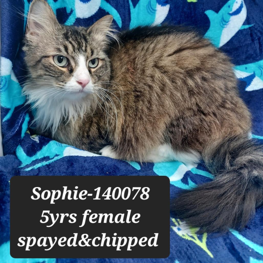 Enlarge Sophie, a Adoptable Domestic Long Hair in New Tazewell, TN image 1/1