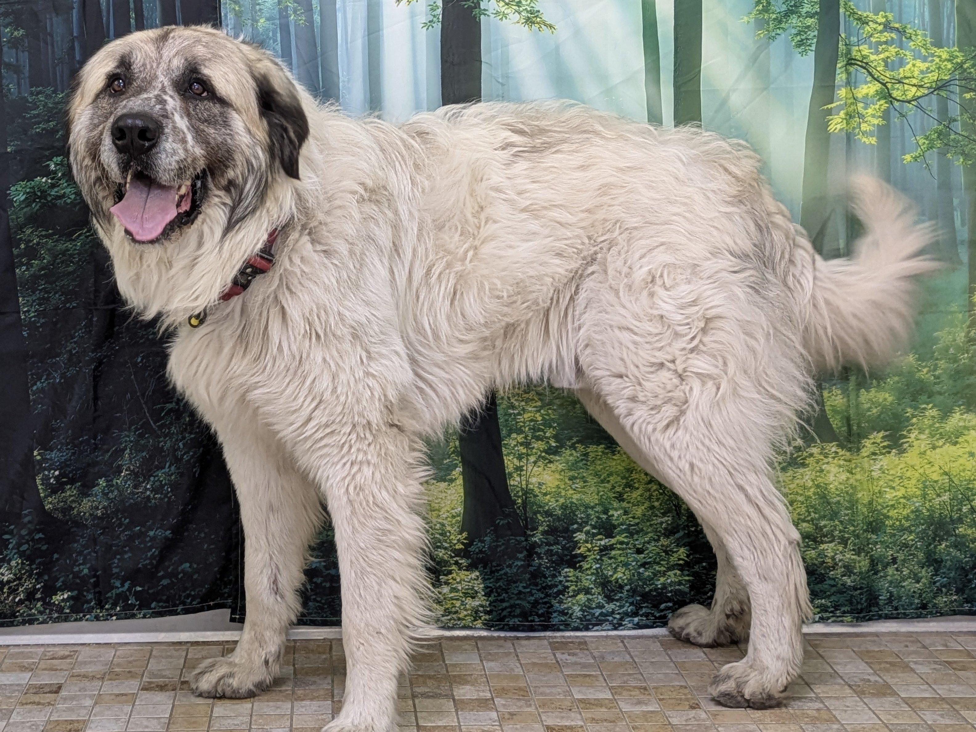 Enlarge Tahoka, an adopted mixed breed in Monroe, WA image 4/6