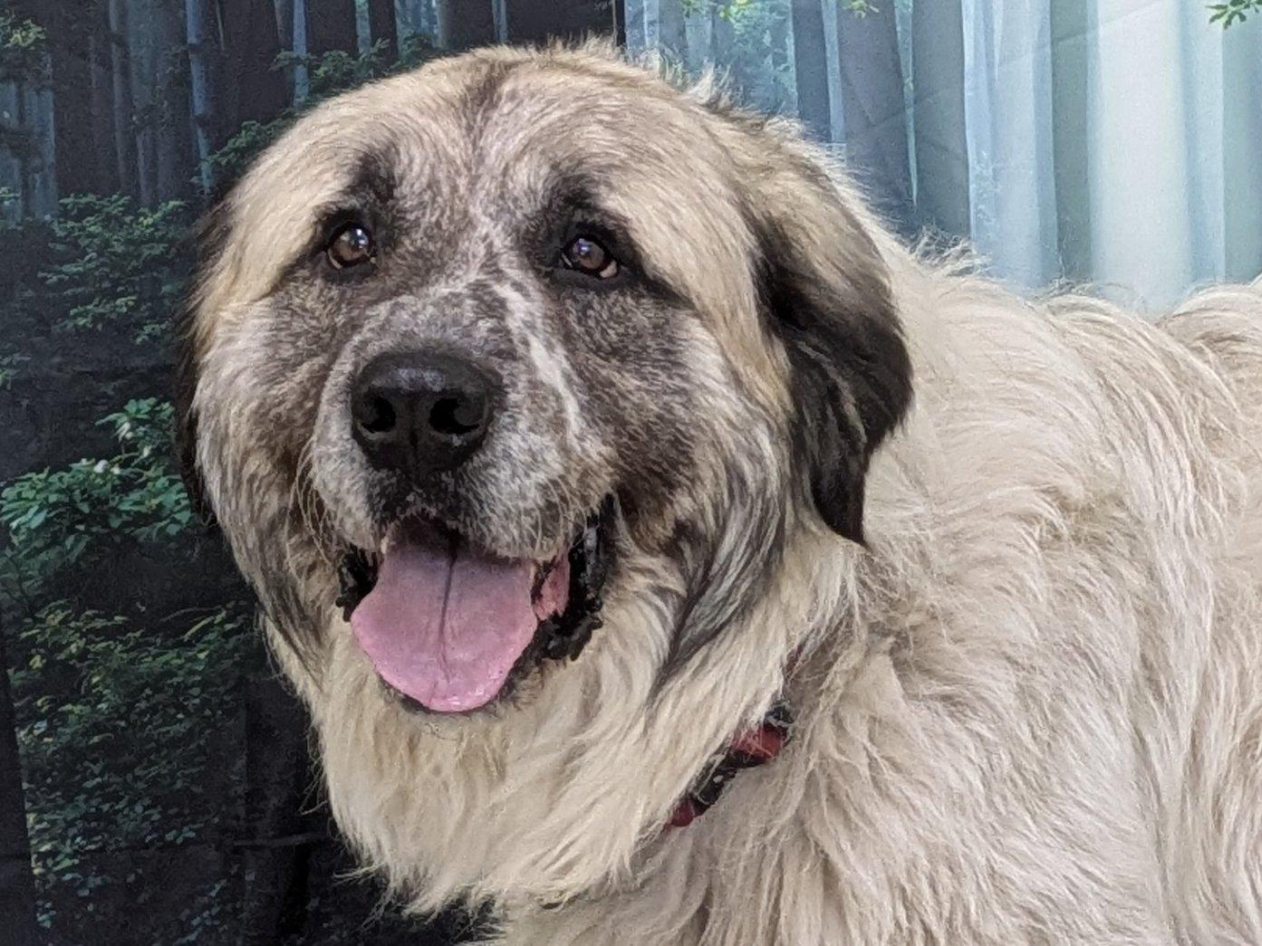 Enlarge Tahoka, an adopted mixed breed in Monroe, WA image 1/6