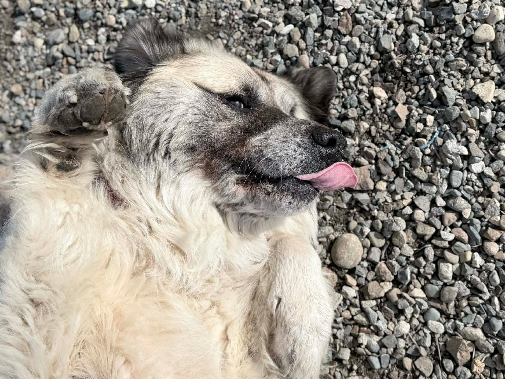 Enlarge Tahoka, an adopted mixed breed in Monroe, WA image 2/6