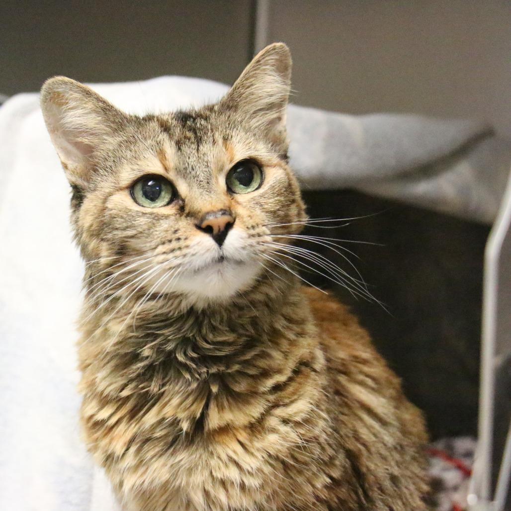 Sasha, Adoptable, Senior Female Domestic Medium Hair.