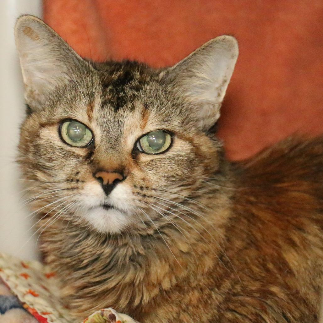 Sasha, a Adoptable Domestic Medium Hair in Pasadena, CA image 2/4