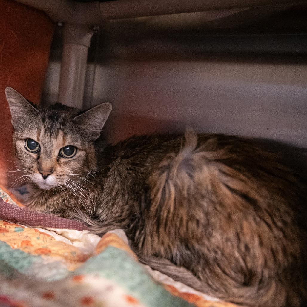 Sasha, a Adoptable Domestic Medium Hair in Pasadena, CA image 3/4