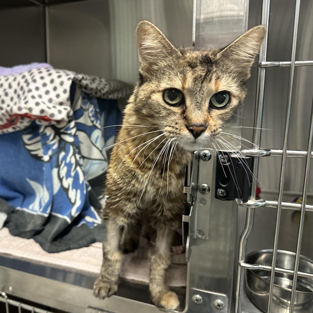 Sasha, a Adoptable Domestic Medium Hair in Pasadena, CA image 4/4