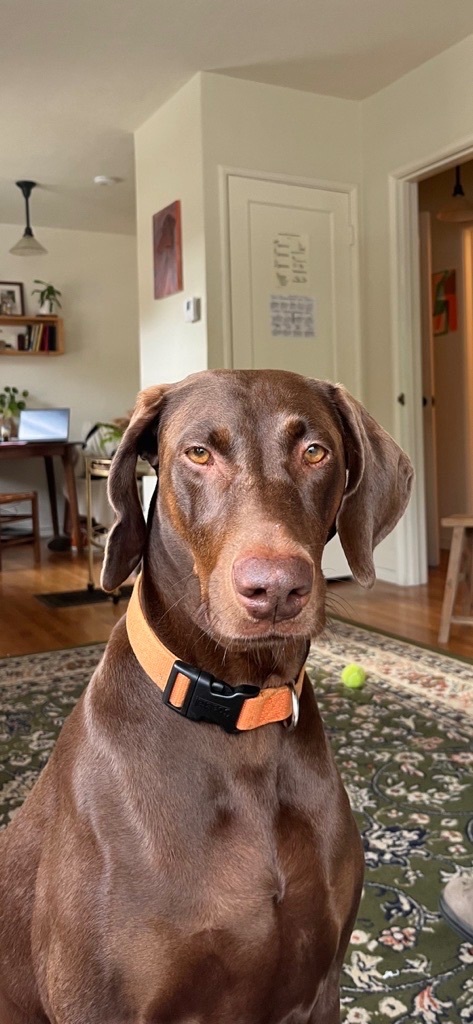 Birdie, a Adopted mixed breed in San Francisco, CA image 1/3