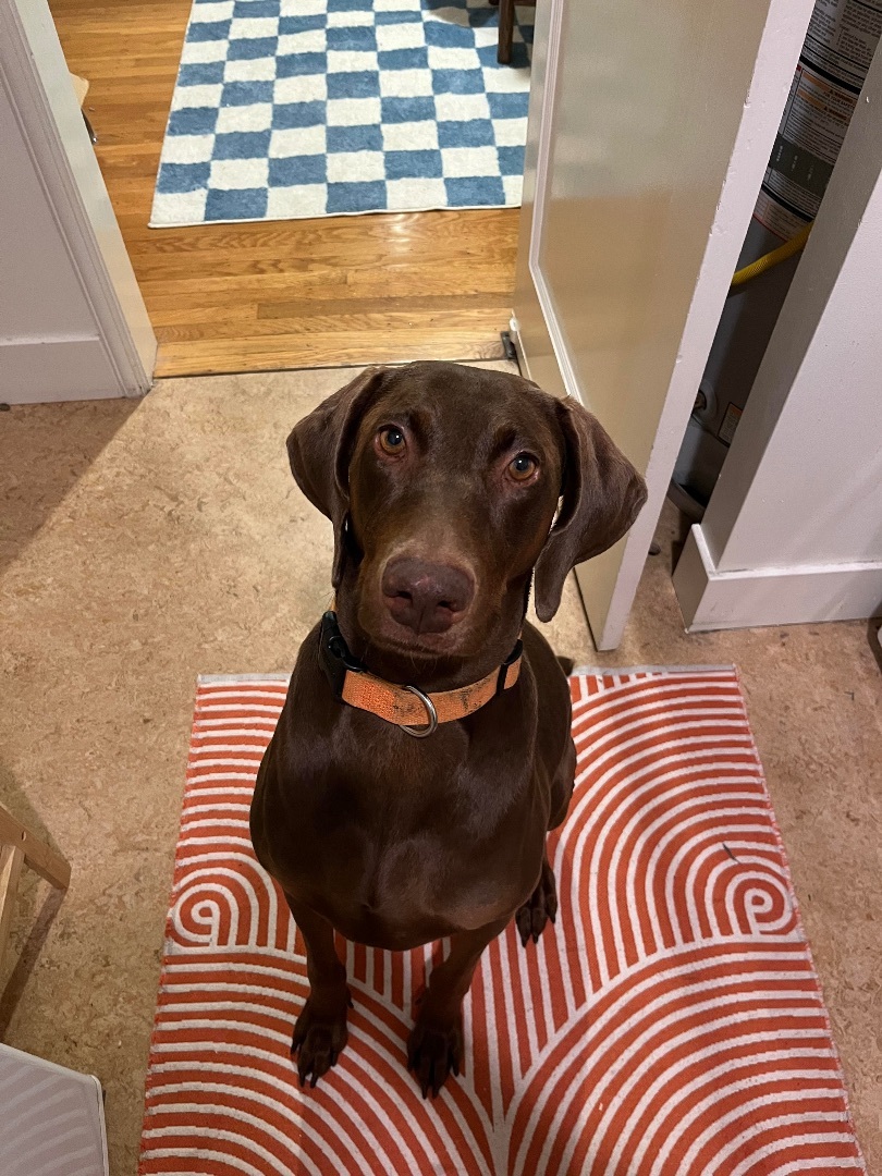 Birdie, a Adopted mixed breed in San Francisco, CA image 2/3