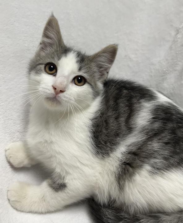 Ginger Spice, an adoptable Domestic Short Hair in Jackson, MI image 3/6