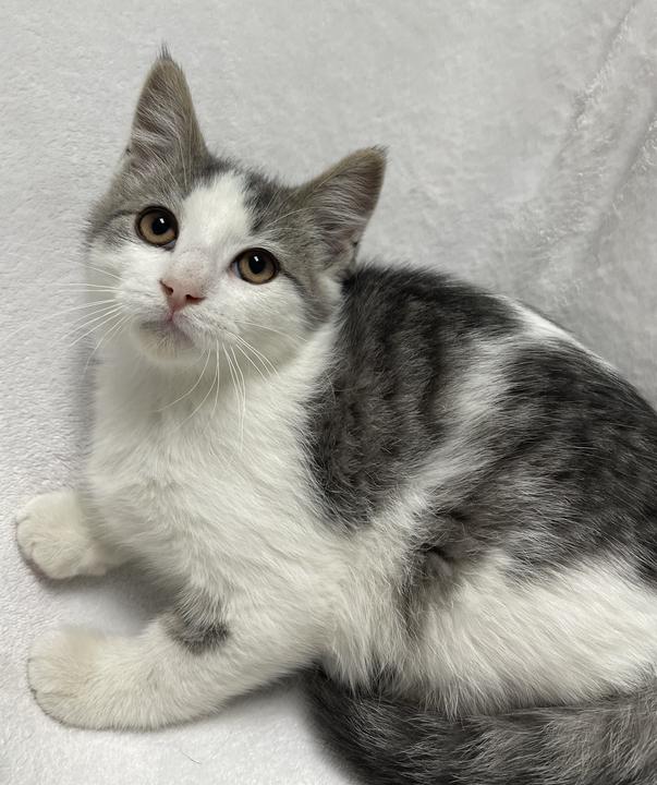 Ginger Spice, adoptable, Young Male Domestic Short Hair.