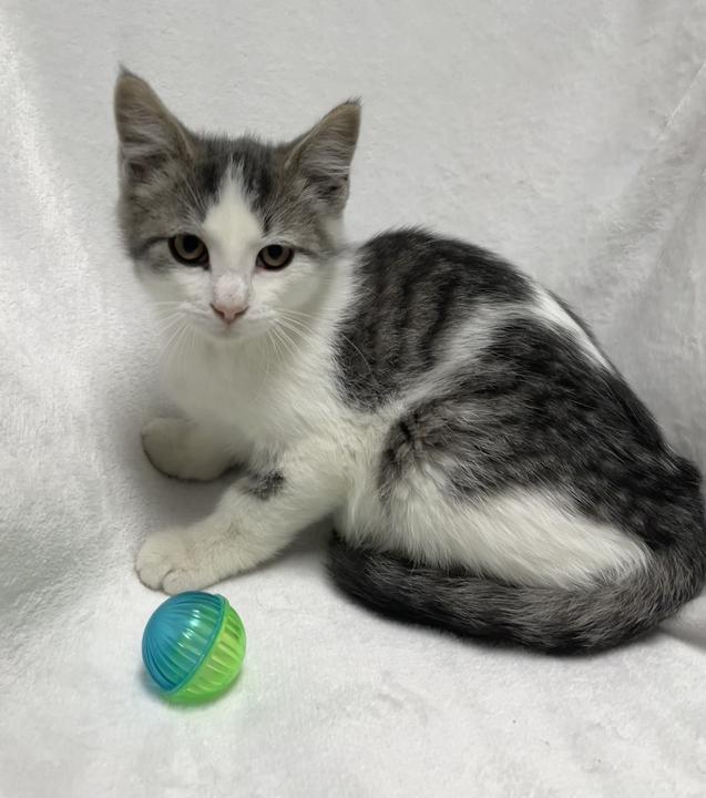 Ginger Spice, an adoptable Domestic Short Hair in Jackson, MI image 2/6