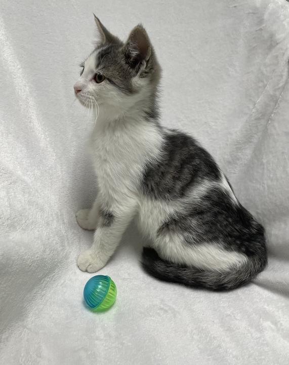 Ginger Spice, an adoptable Domestic Short Hair in Jackson, MI image 6/6