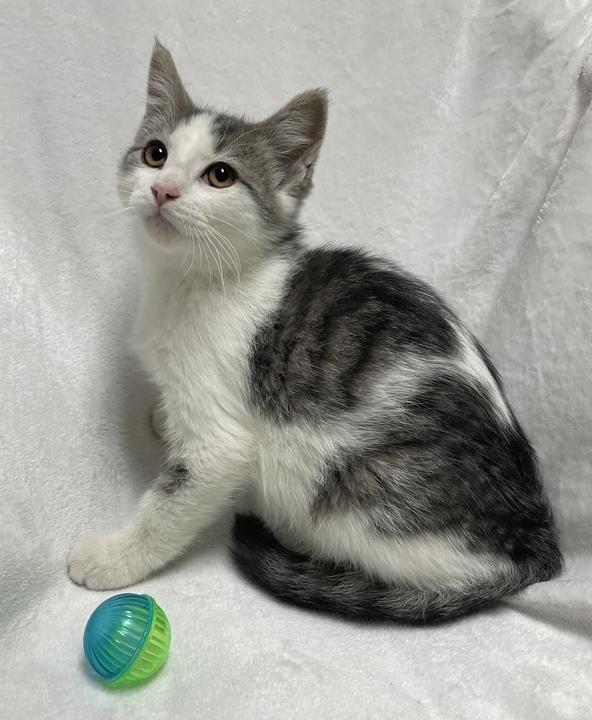 Ginger Spice, an adoptable Domestic Short Hair in Jackson, MI image 4/6