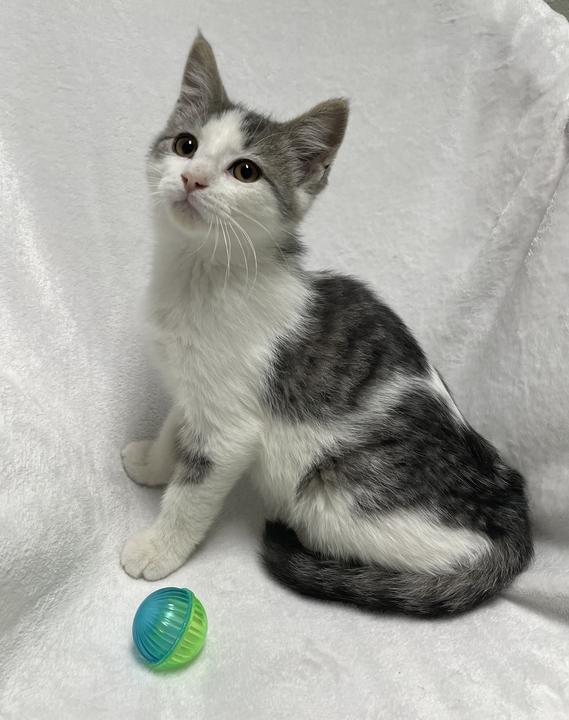 Ginger Spice, an adoptable Domestic Short Hair in Jackson, MI image 5/6