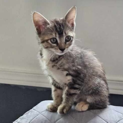 Deliah, Adopted, Kitten Female Tabby.