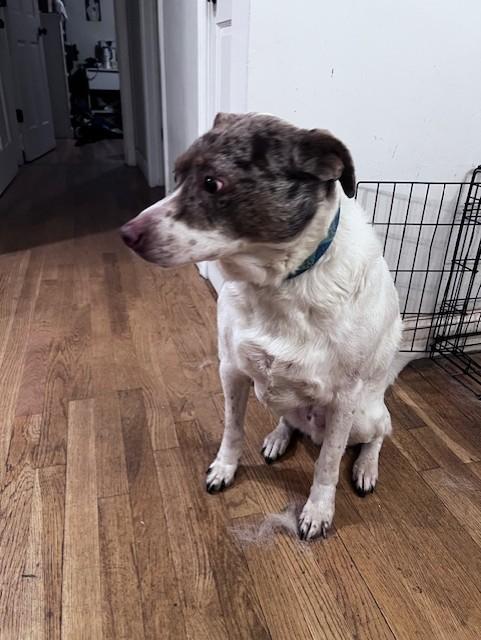 Rex, a Adoptable mixed breed in Torrington , CT image 3/4