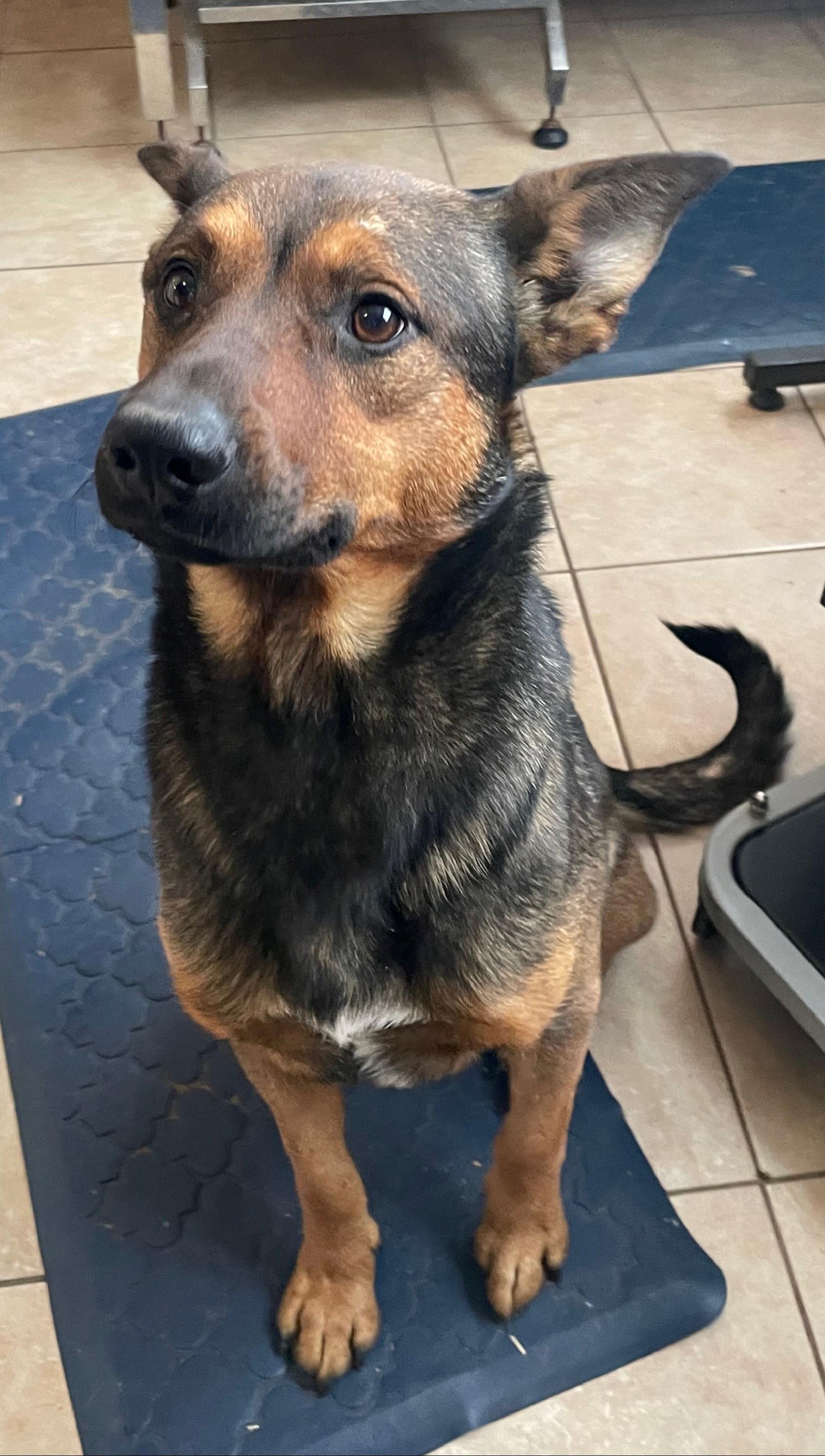 Rocky Bullwinkle — thumbnail 2