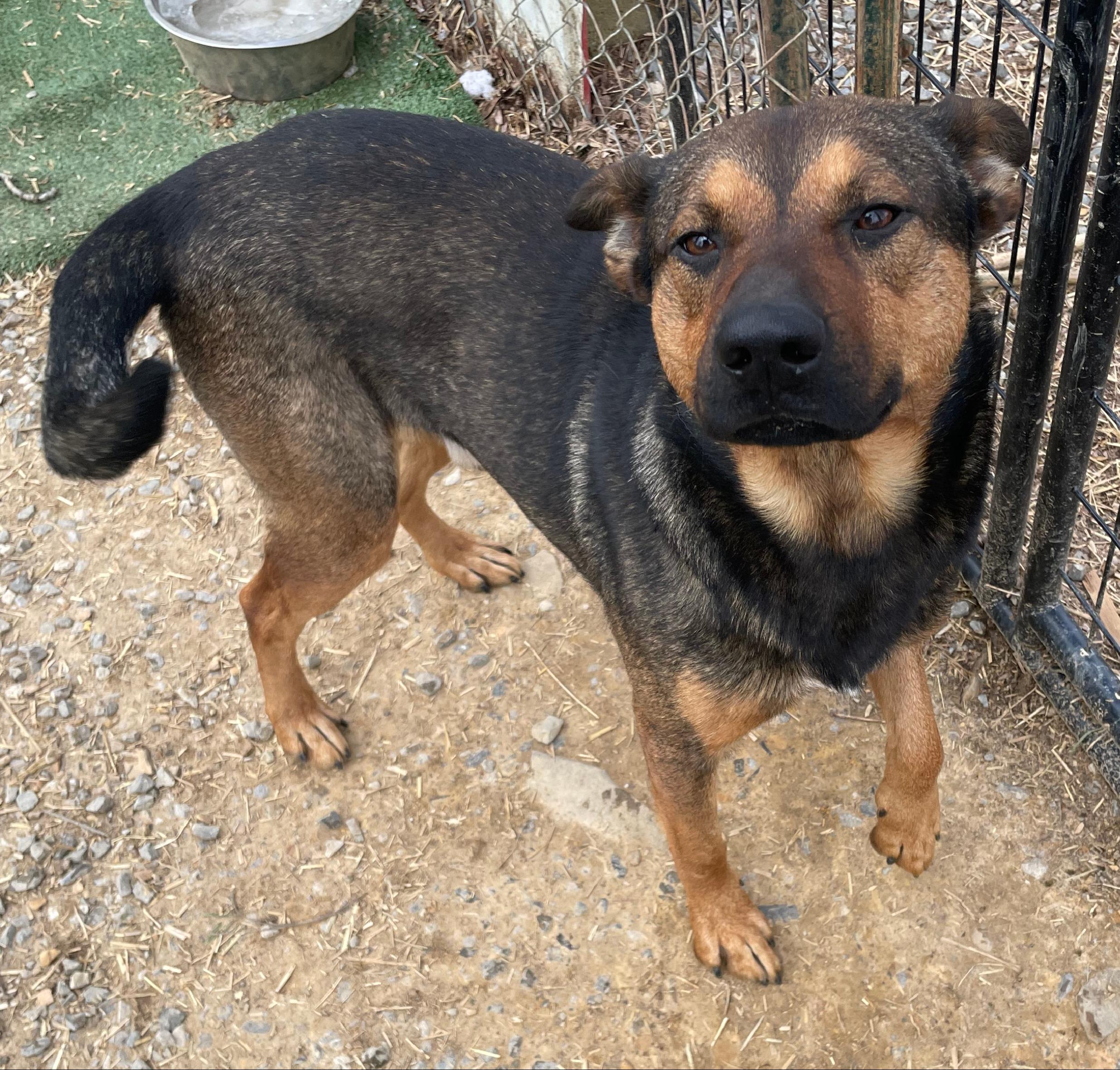 Rocky Bullwinkle — thumbnail 3