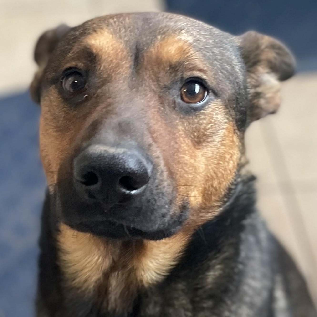 Rocky Bullwinkle — thumbnail 4