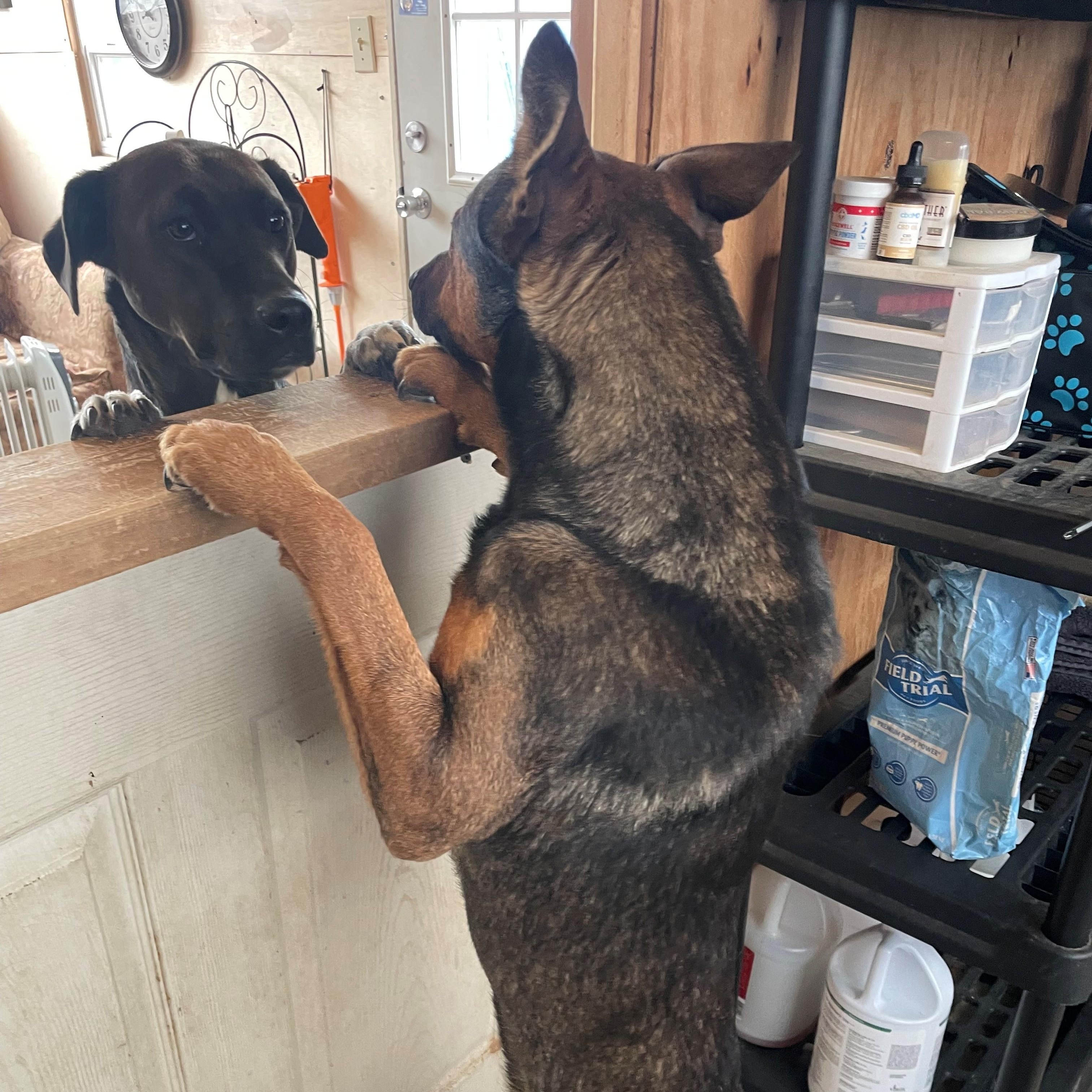 Rocky Bullwinkle — thumbnail 5