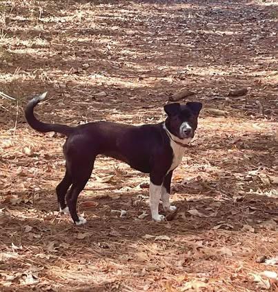 Shawna, a Adoptable mixed breed in Quakertown , PA image 3/6