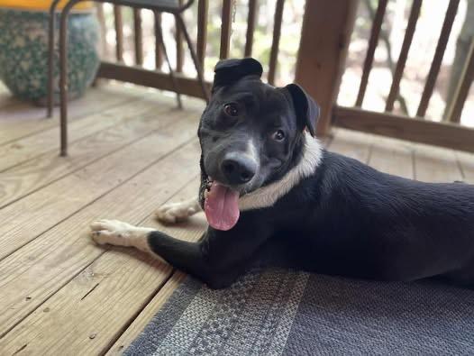 Shawna, a Adoptable mixed breed in Quakertown , PA image 6/6