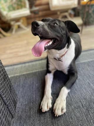 Shawna, a Adoptable mixed breed in Quakertown , PA image 5/6