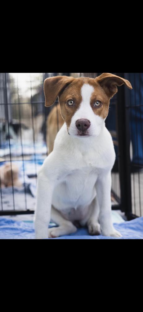 Jessie - 26037, Adoptable, Puppy Female Australian Shepherd.