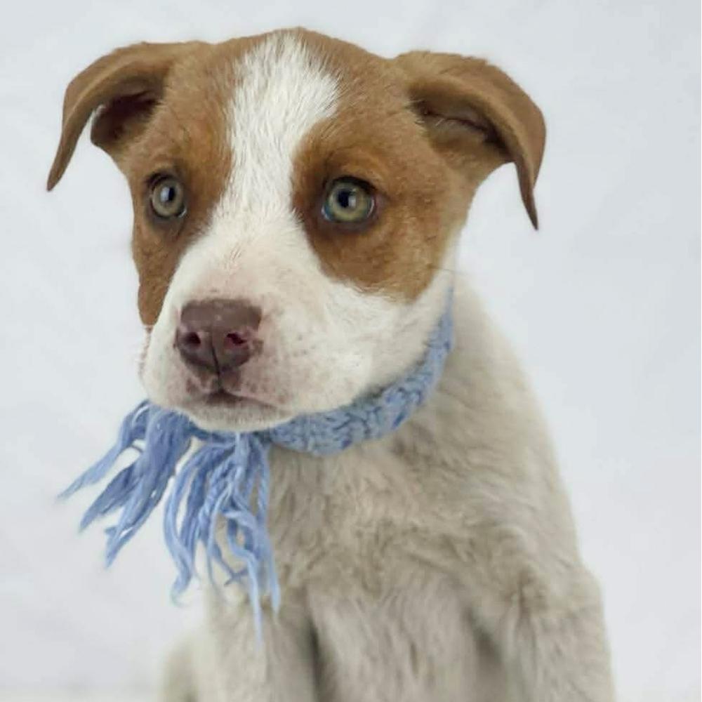 Enlarge Jessie - 26037, a Adoptable mixed breed in Armonk, NY image 2/2