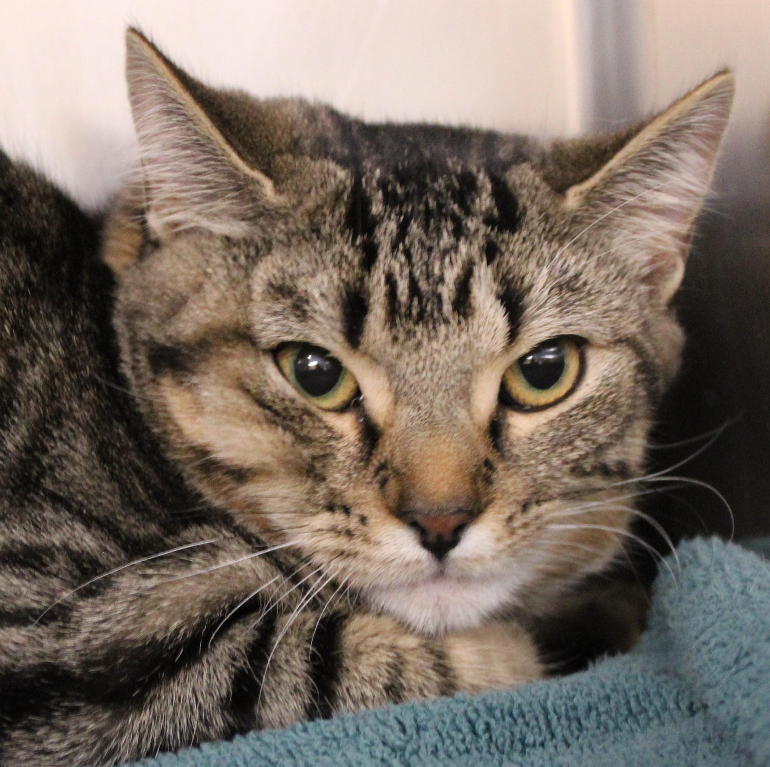 Peyton - bonded with her sister Baby Girl! 2 for 1!, adoptable, Young Female Domestic Short Hair & Domestic Medium Hair.