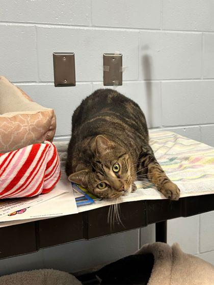 AJ, Adoptable, Adult Male Domestic Short Hair & Domestic Short Hair.