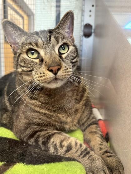 AJ, a Adoptable Domestic Short Hair in Palm Coast, FL image 1/3