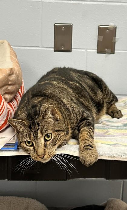 AJ, a Adoptable Domestic Short Hair in Palm Coast, FL image 2/3