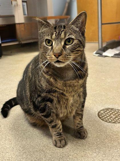 AJ, a Adoptable Domestic Short Hair in Palm Coast, FL image 3/3
