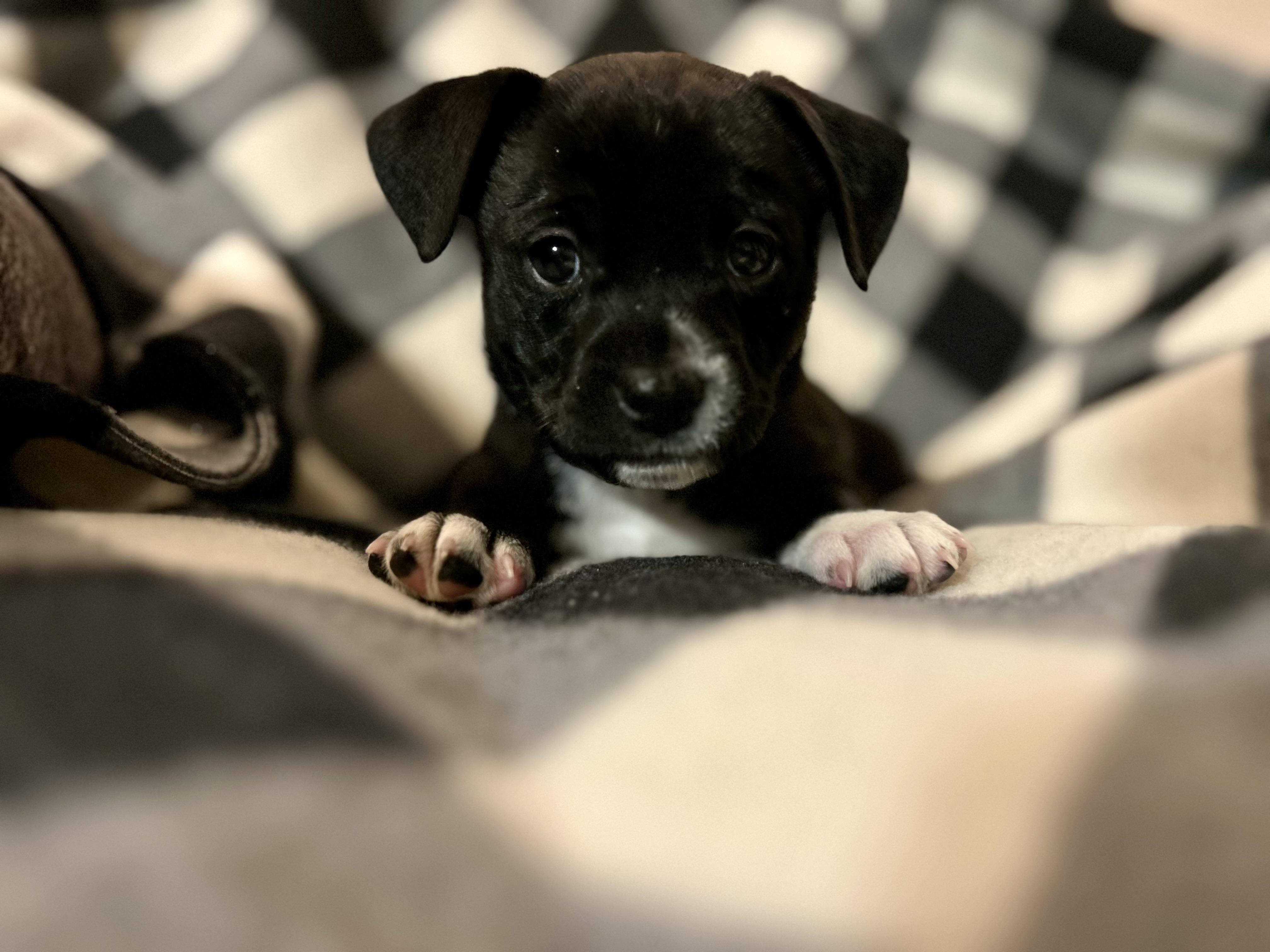 Enlarge Aurora, a Adoptable Chihuahua in Bonney Lake, WA image 5/5