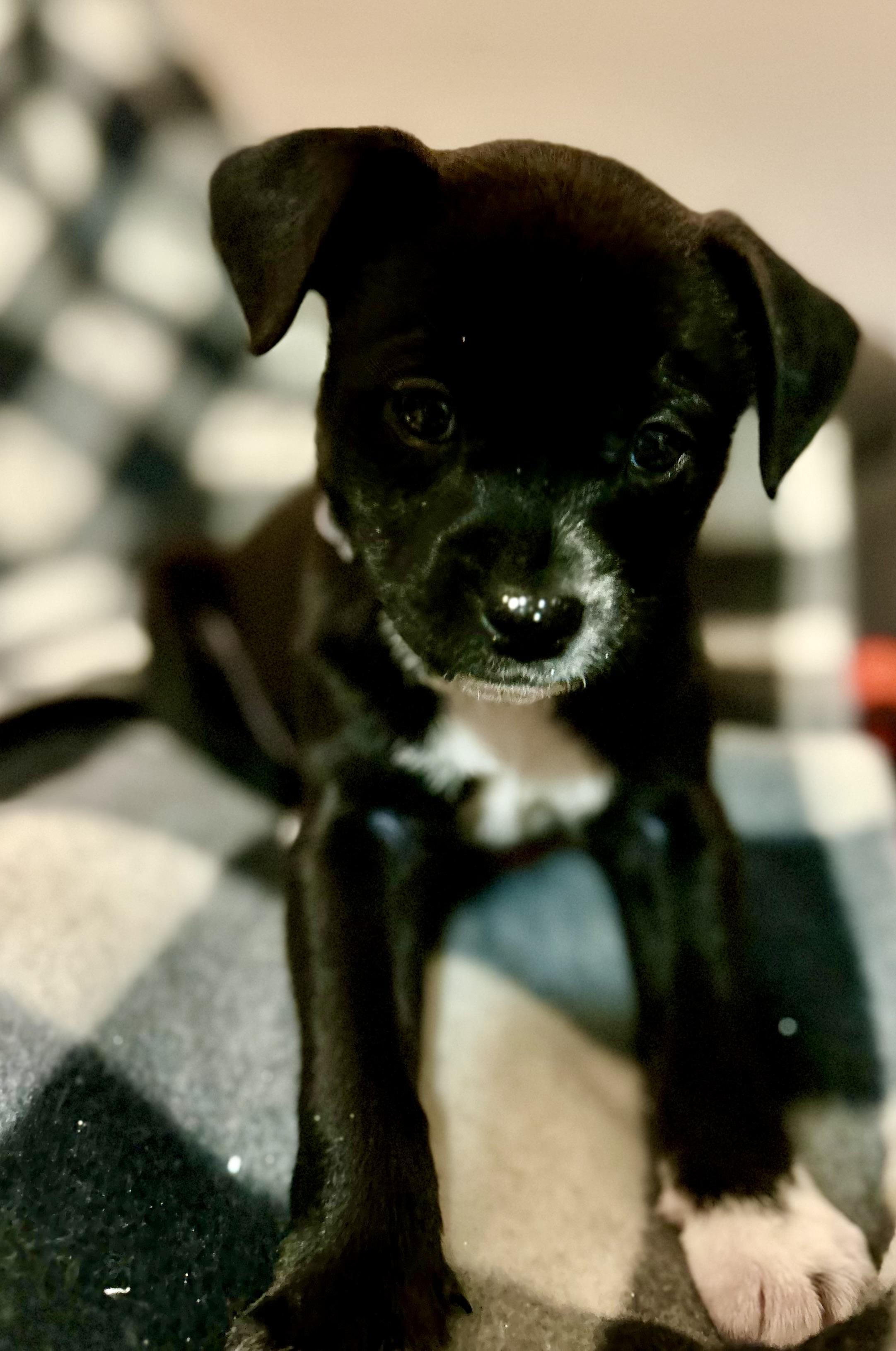 Enlarge Aurora, a Adoptable Chihuahua in Bonney Lake, WA image 3/5